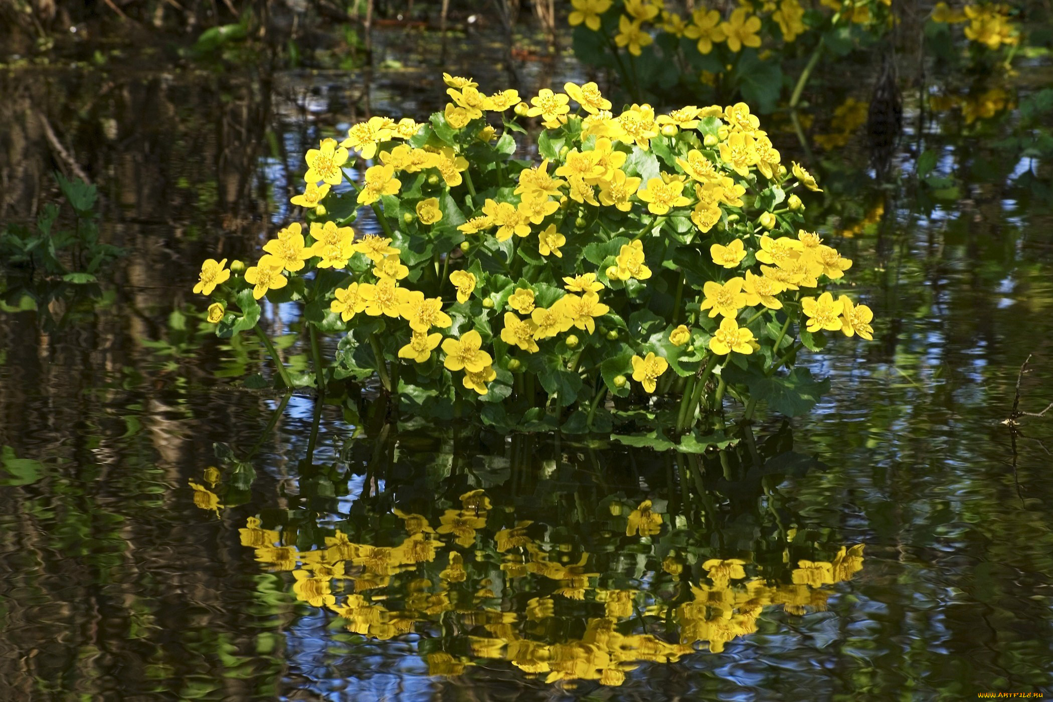 Желтая вода весной. Калужница Болотная. Калужница Болотная гидрофит. Цветет калужница Болотная. Калужница Болотная цветок.